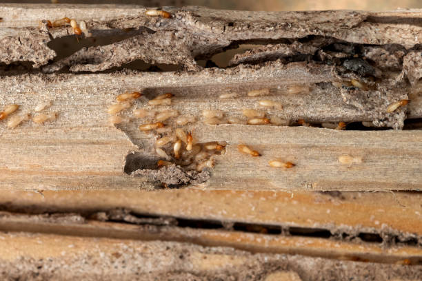 Best Wildlife Control Services  in Hartshorne, OK